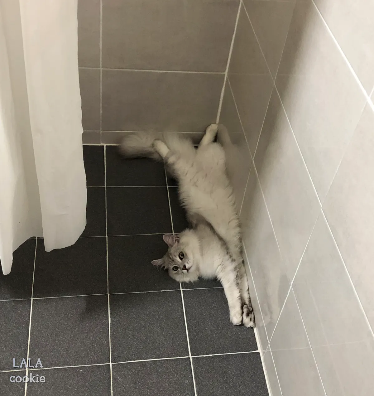 고양이-처음-키울때-힘든점-개구쟁이-고양이