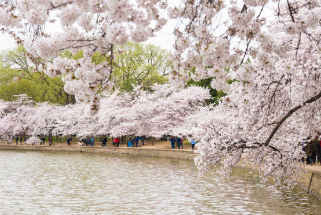 2026 벚꽃 개화 시기