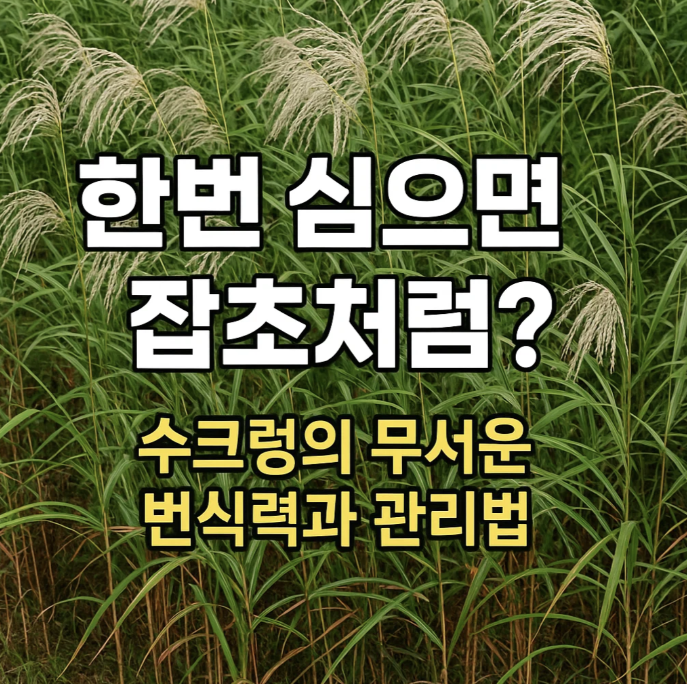 한번 심으면 잡초처럼? 수크렁의 무서운 번식력과 관리법
