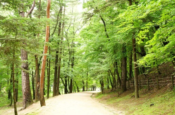 파주 삼릉 숲길 모습