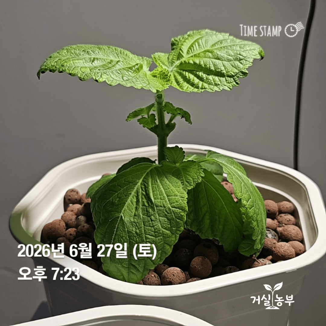 깻잎 네 장을 수확한 뒤 위쪽 잎 두 장이 남아 있는 수경재배 깻잎 1호