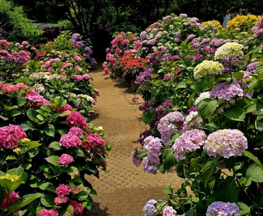 2024년 7월 여름 전국 수국 축제 일정