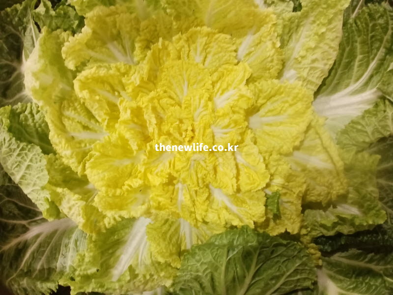 추위를 버티며 당분을 채워 속이 노랗게 변한 봄동, 일반 배추보다 고소하고 아삭한 식감