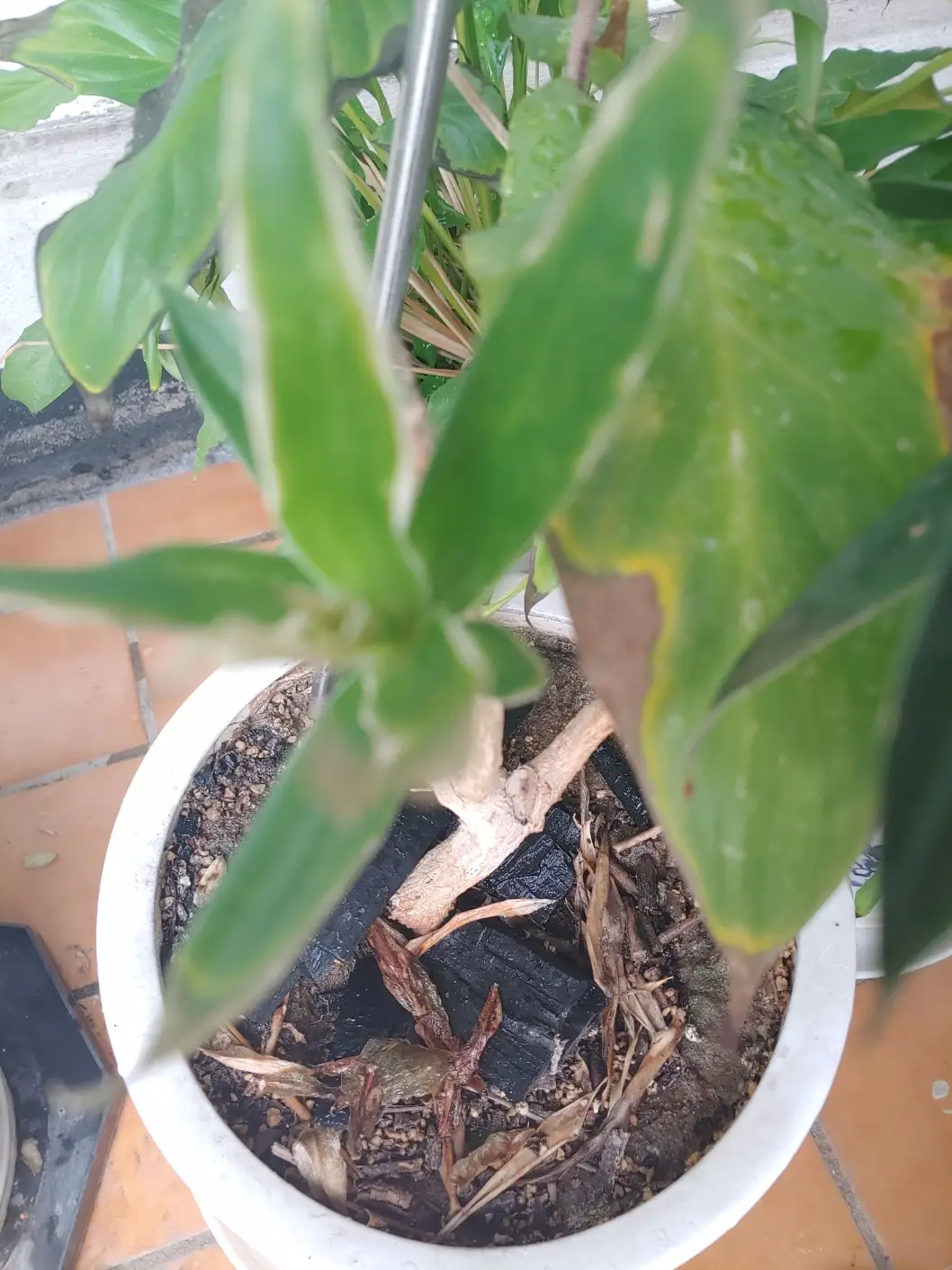 숯을-화분-위에-올려놓자-식물들이-시들시들해지다