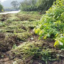 들깨 파종 시기, 이대로만 하면 풍성한 수확!