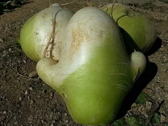 미즈나 재배 직파 요령 빠른 수확 통풍 관리_5