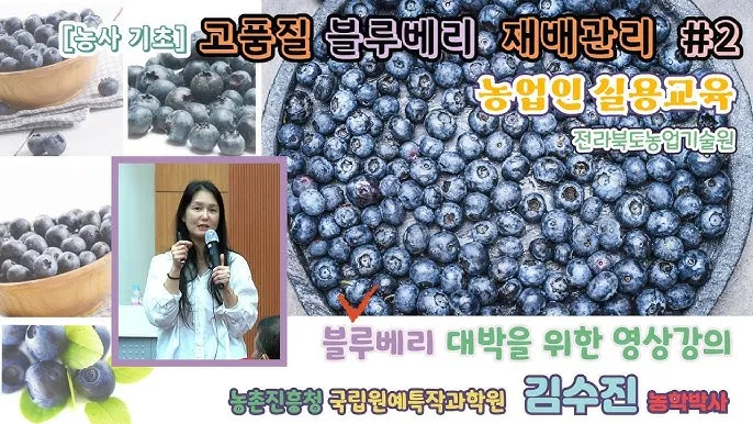 블루베리 재배 산도 조절 피트모스 혼합 여름 관수_6