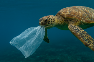 바닷속에서 투명 플라스틱 비닐에 얽힌 바다 거북이 헤엄치고 있는 장면