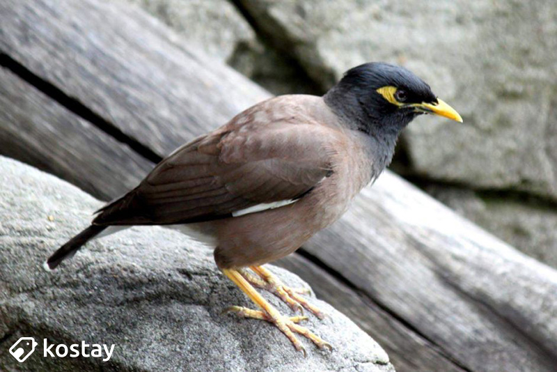 호주의 새 - 인도 구관조(Common Myna)