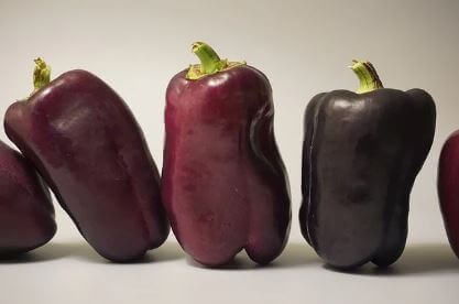 애호박의-영양-성분