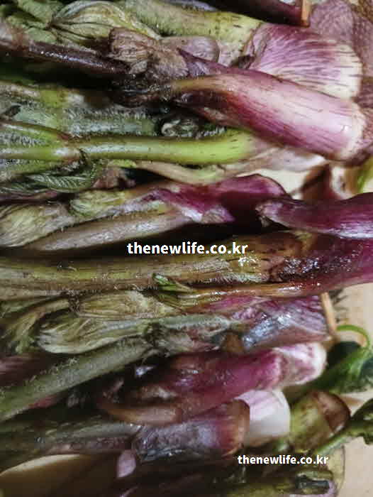 두릅 효능 영양성분 정유 성분