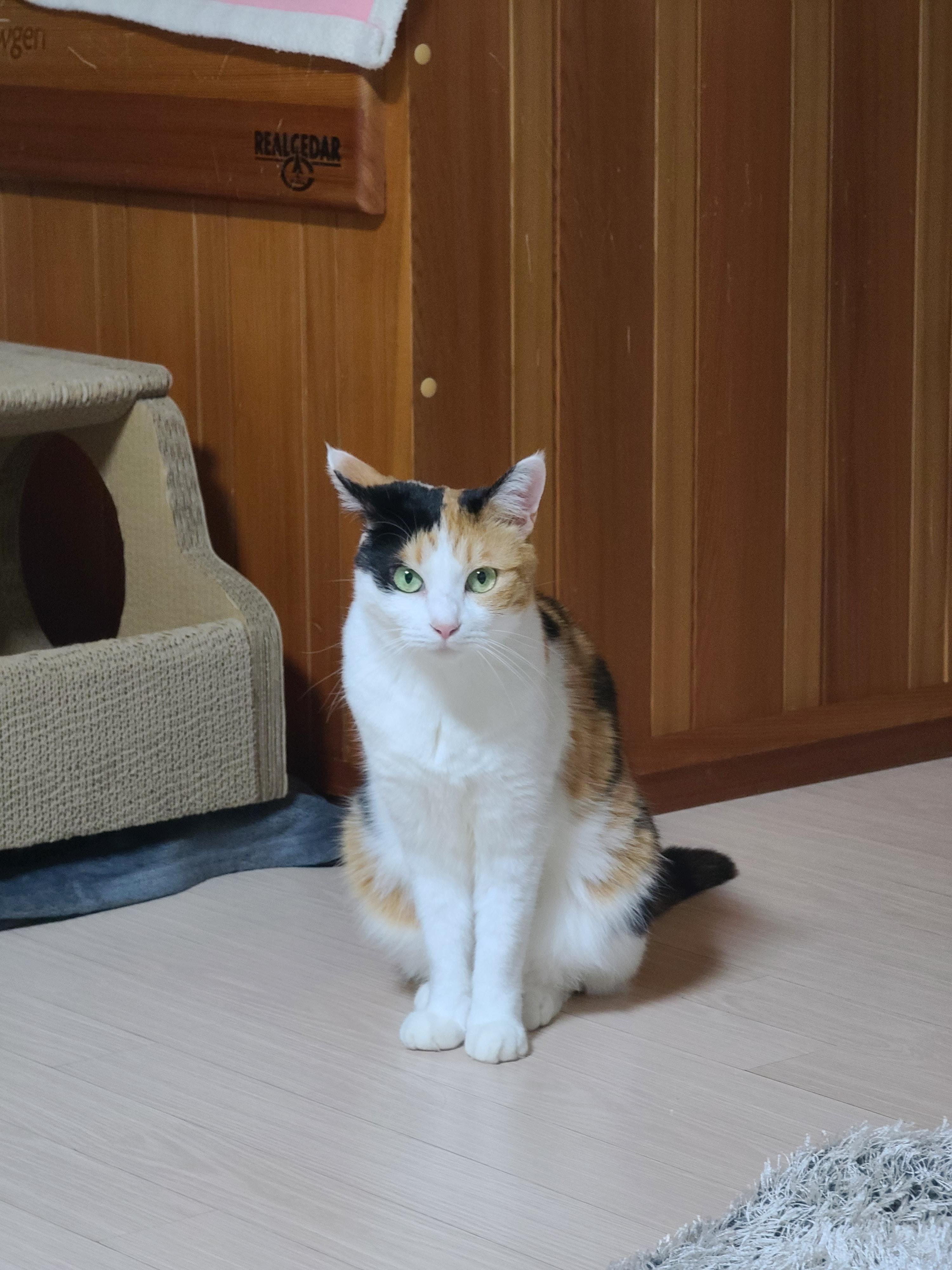 사차원 요미의 짧고 귀여운 이야기들