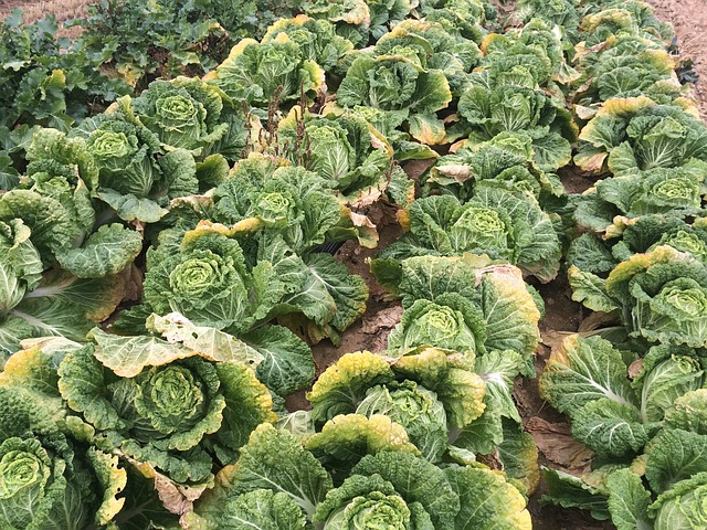 롯데마트 절임배추 예약