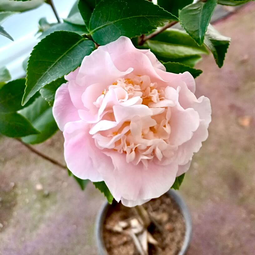 동백 나무 화분