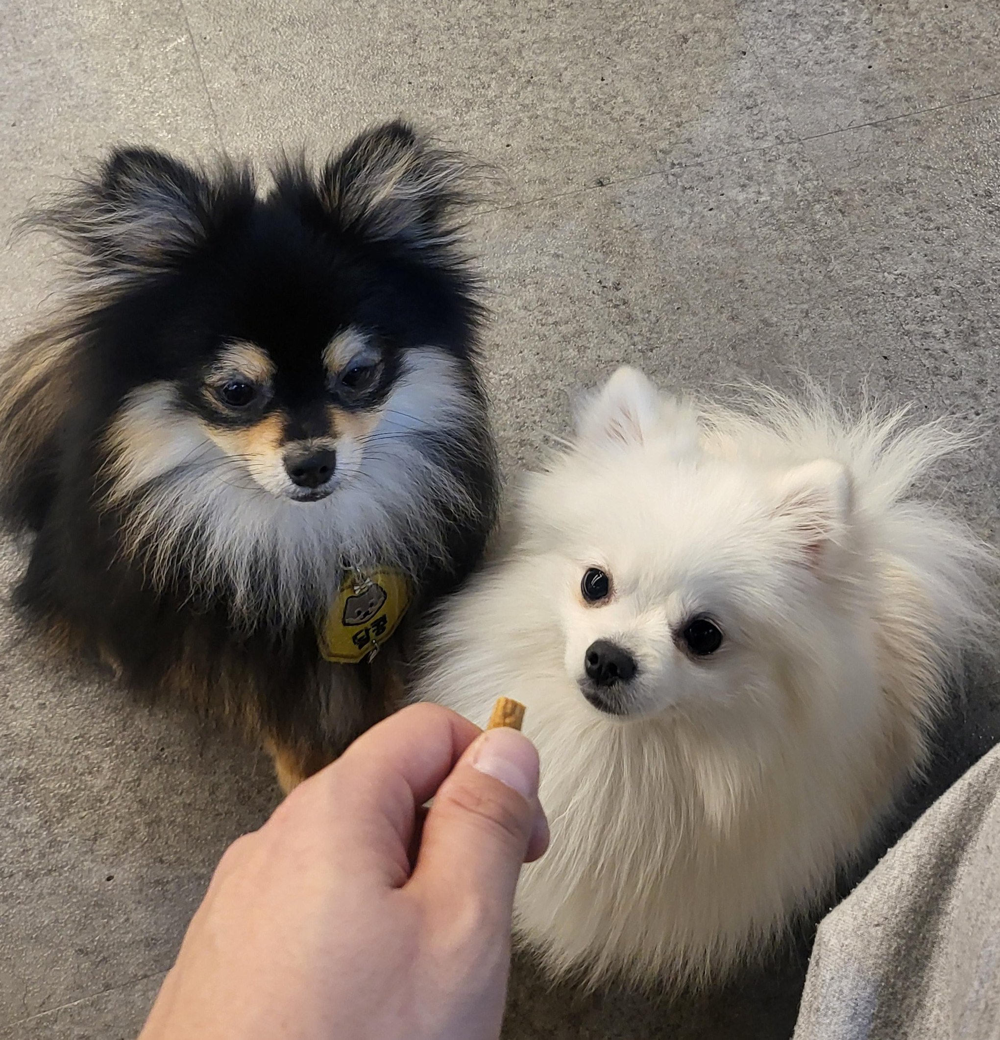 유산균을 먹으려고 기다리는 하콩&amp;달콩