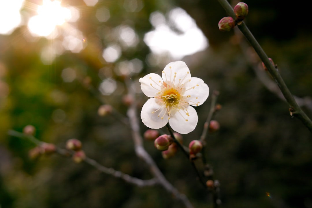 Plum blossom.
