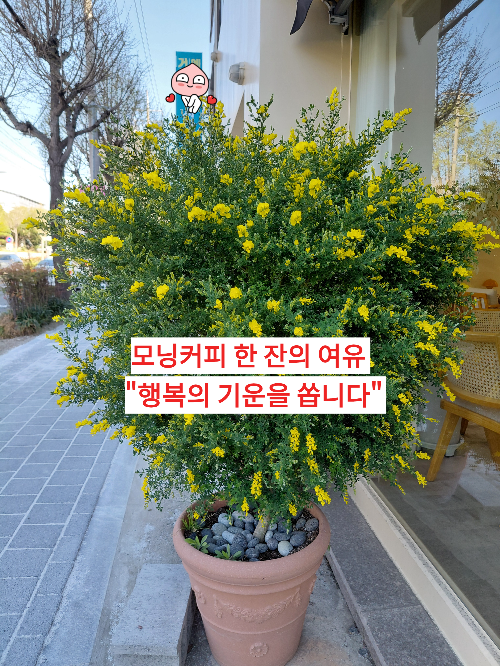 모닝 커피 한 잔으로 즐기는 혼자 만의 여유 '행복합니다'