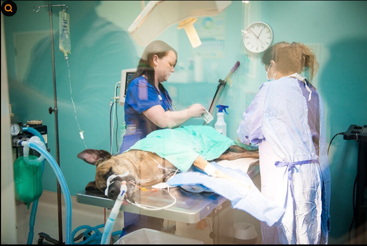 성남 강아지 수술 잘하는 병원 TOP7 (수술비 비교)