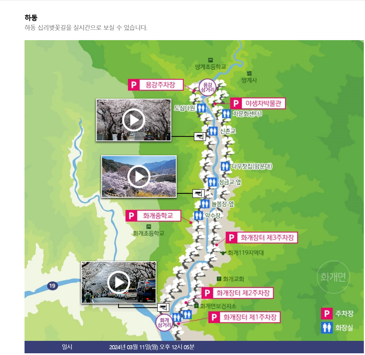 알프스-하동-실시간-벚꽃상황