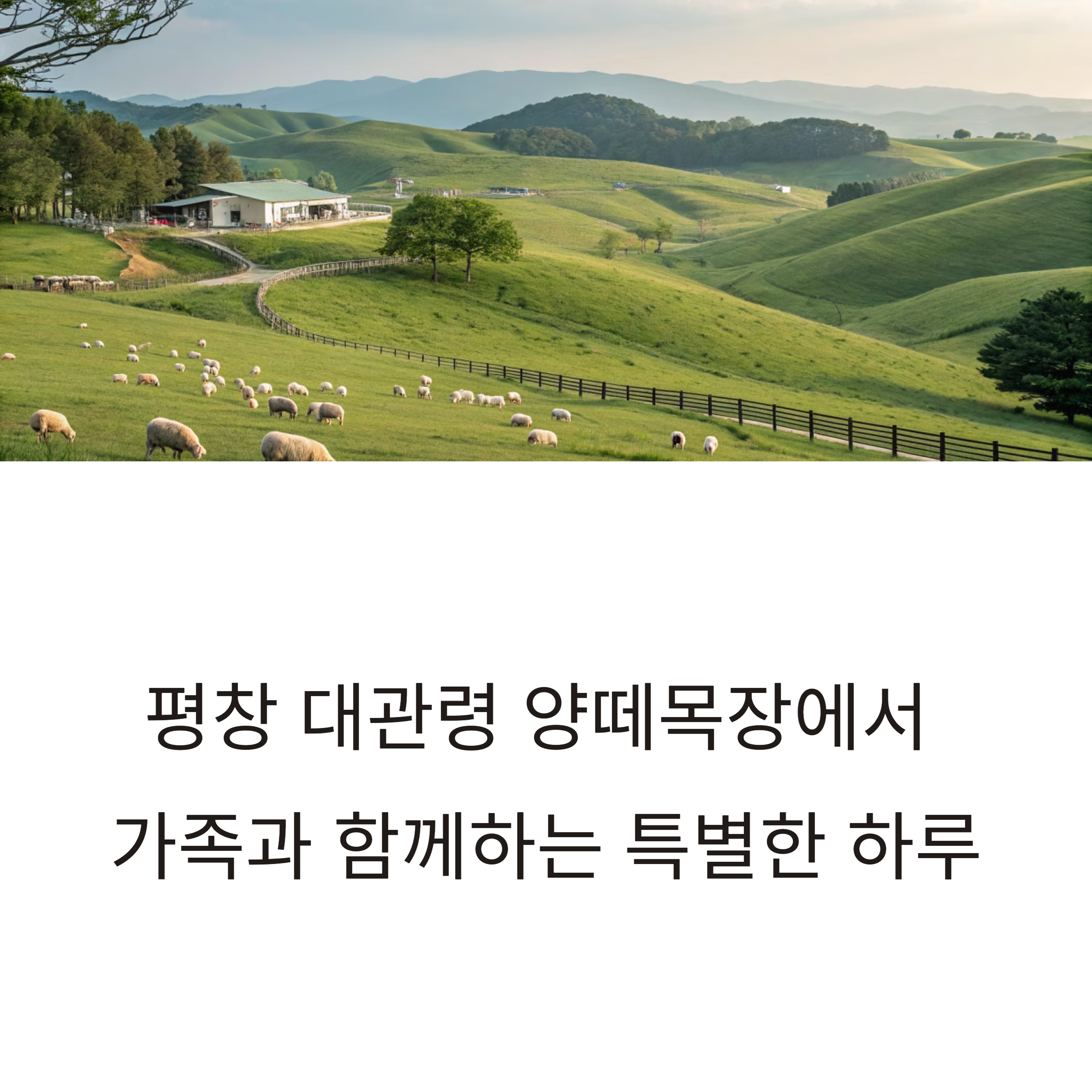 평창 대관령 양떼목장