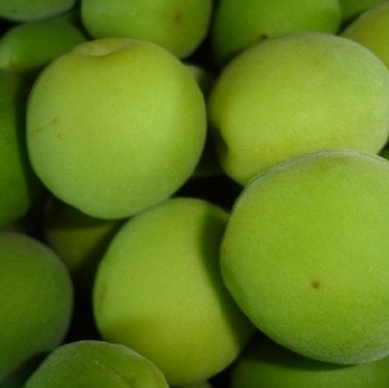 매실 효능과 부작용 고르는법 칼로리