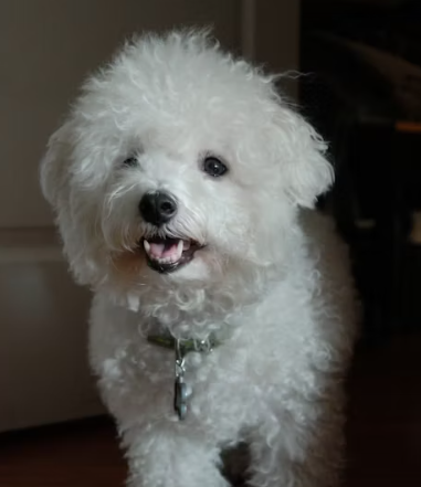 삼성화재 다이렉트 펫보험 펫 실비보험