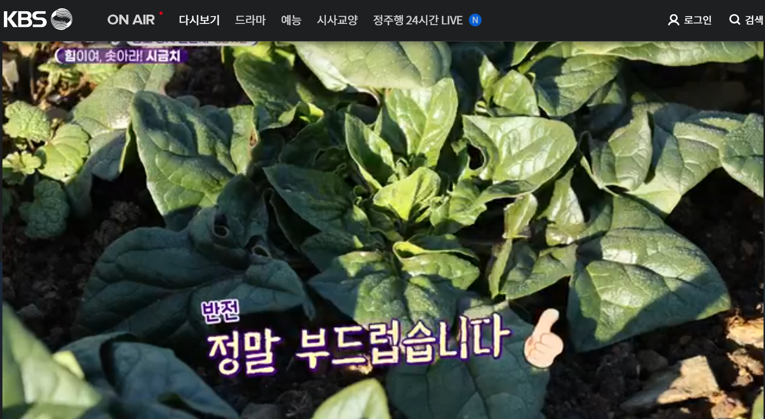12월 23일 방송된 [ 시금치 - 경남 사천 ] 관련 정보입니다