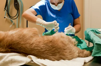 강아지 다리 경련 떨림 vs 발작 위험 이유 5가지와 관리법