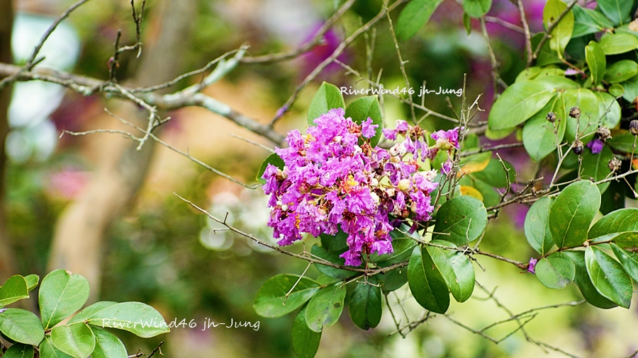 배롱나무꽃,백일홍나무꽃, Lagerstroemia indica