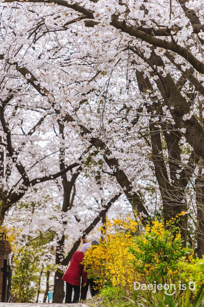 대전광역시 테미공원 벚꽃(출처 : 대전광역시)