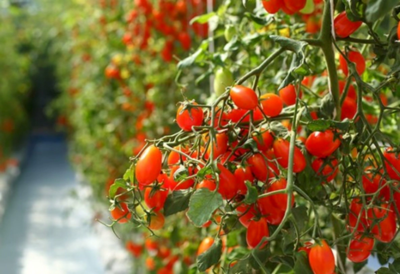 대저토마토와 짭짤이 토마토의 재배 방법