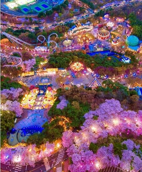 대구 이월드 벚꽃 축제