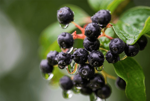 아로니아 효능01