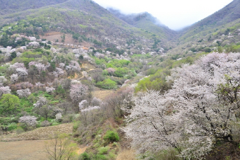금산-보곡산골-산벚꽃