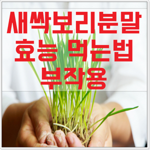 보리새싹분말