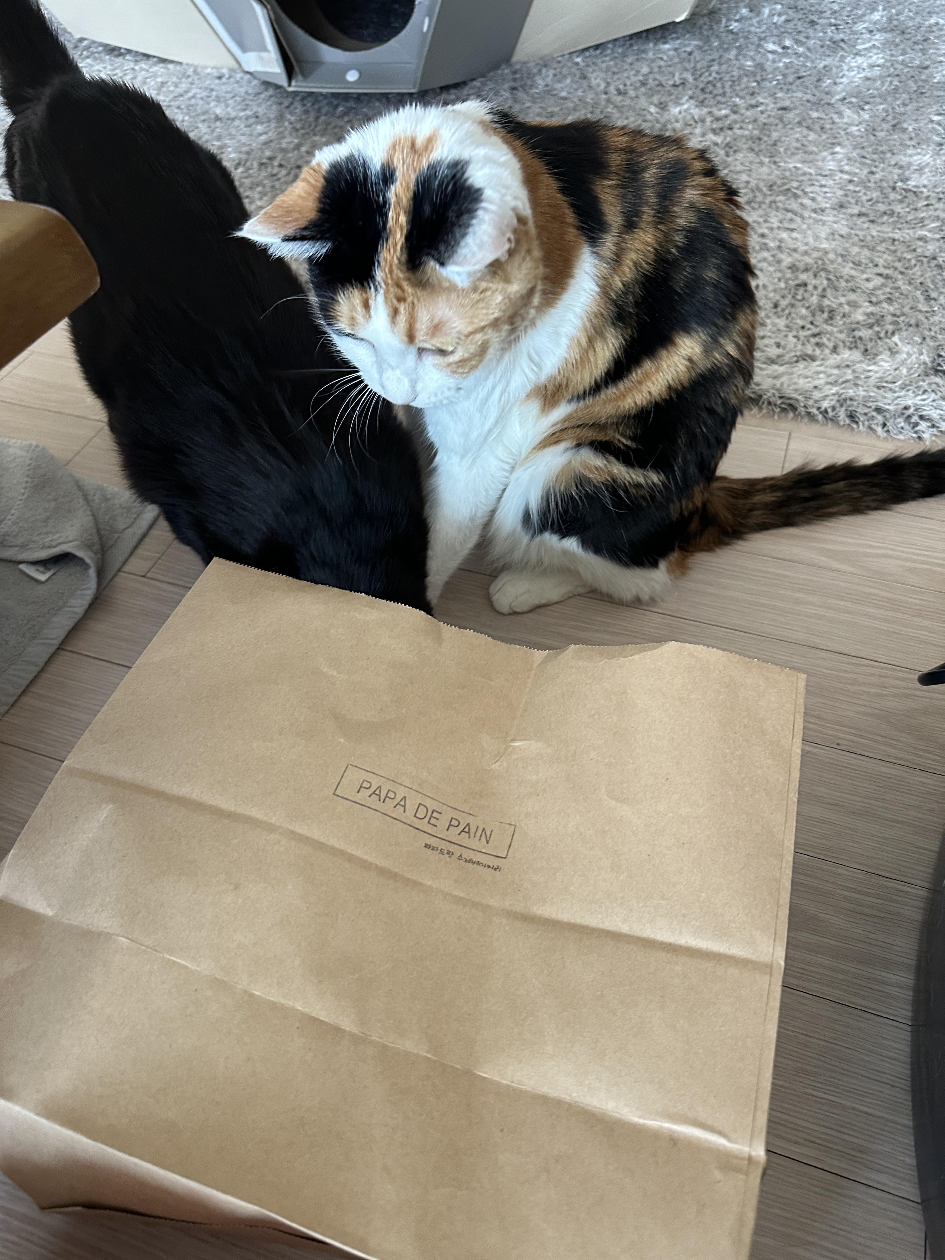 종이봉투 하나로도 즐거운 냥냥이들 (feat.손잡이는 잘라버리고 주기)