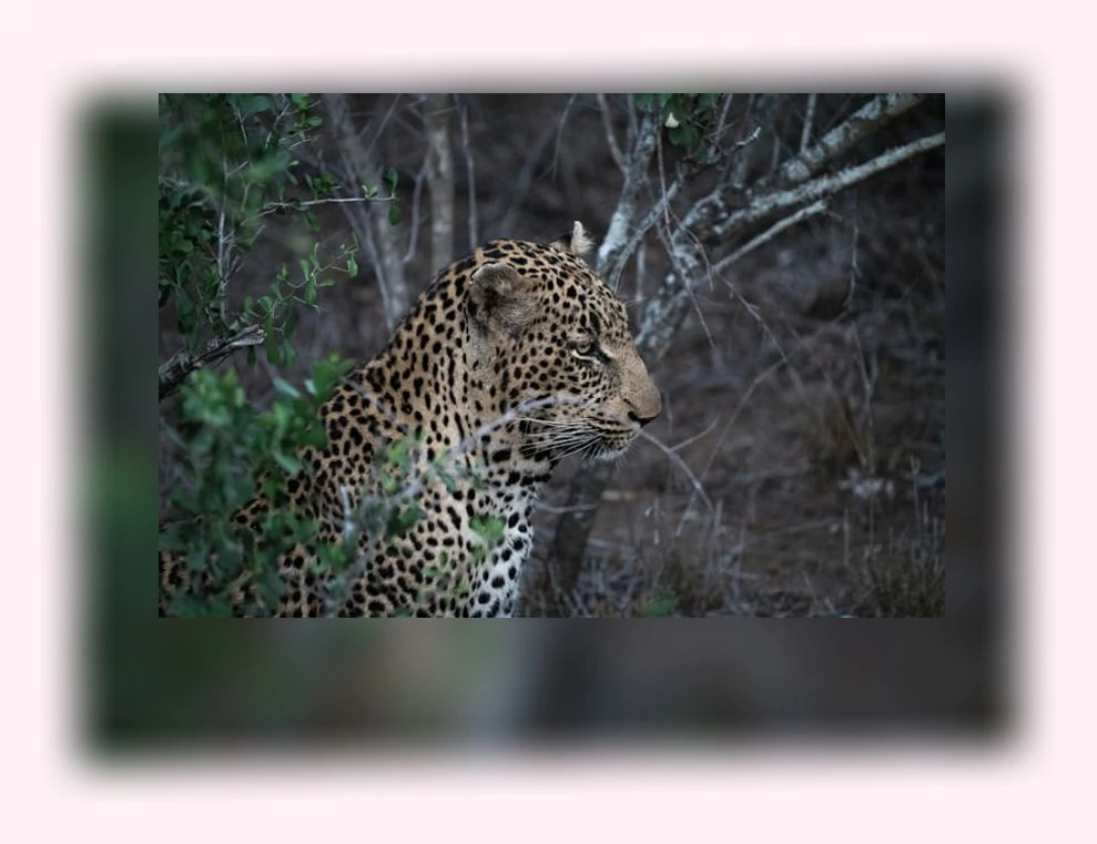 고양이 비만 관리_1_subsection