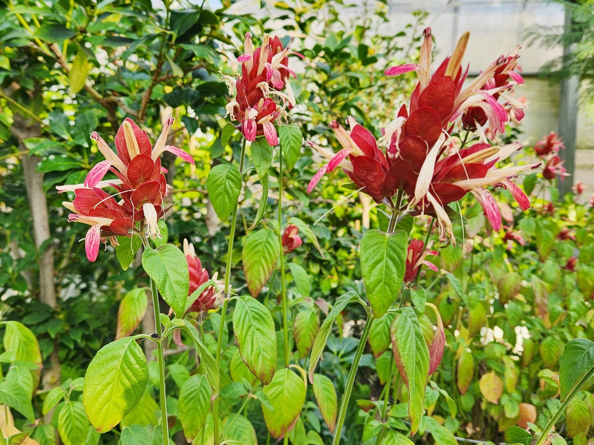 새우풀(붉은새우초)