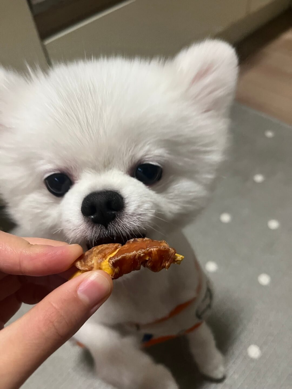 간식_먹는_강아지