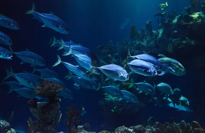 심해의 비밀 압력과 어둠 속에서 살아가는 생명체들