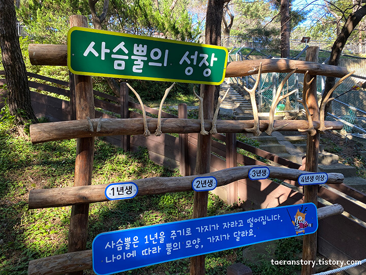 사슴뿔의-성장