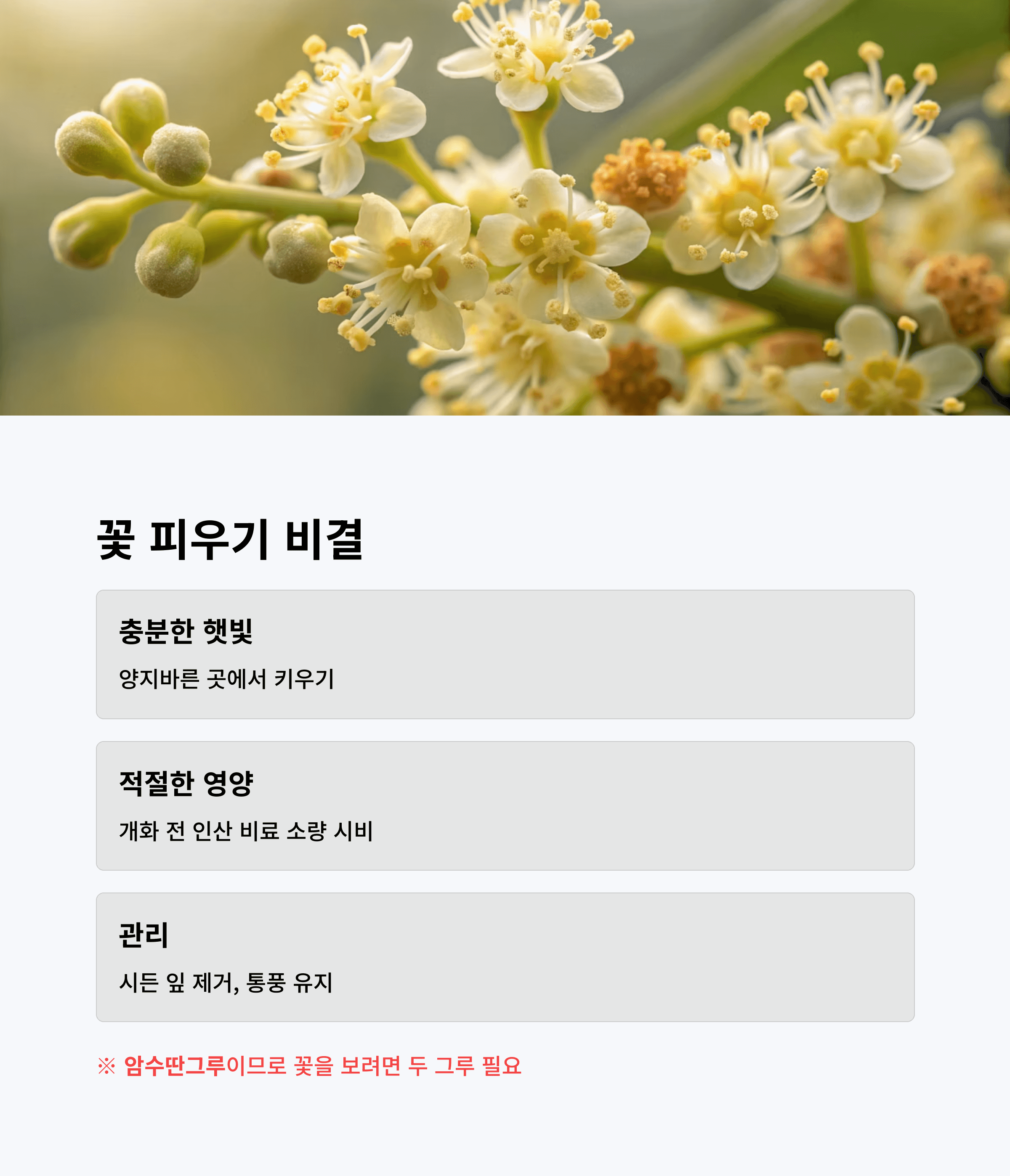 월계수 나무