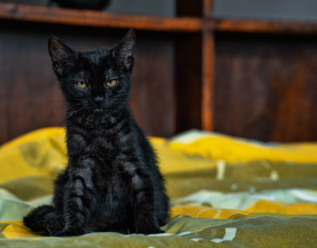 Pet.