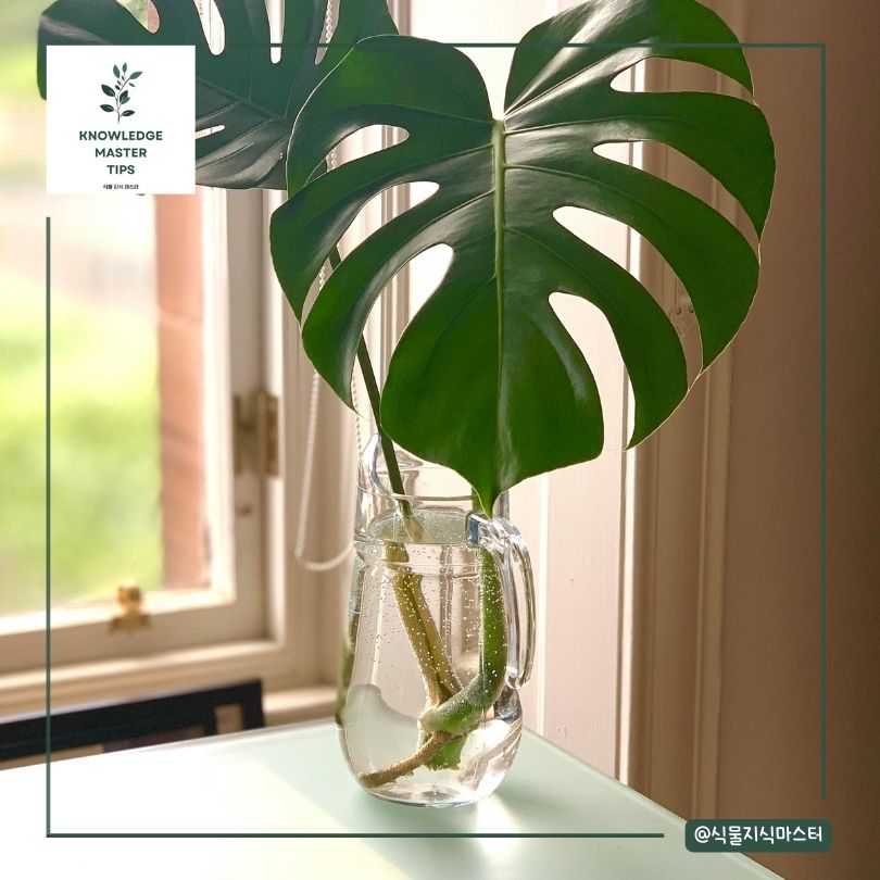 몬스테라 번식 수중재배