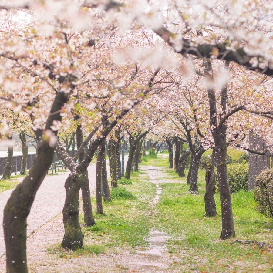 생방송투데이 스카이바이크&amp;#44; 쌍산재&amp;#44; 향나무숲