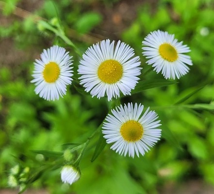 개망초