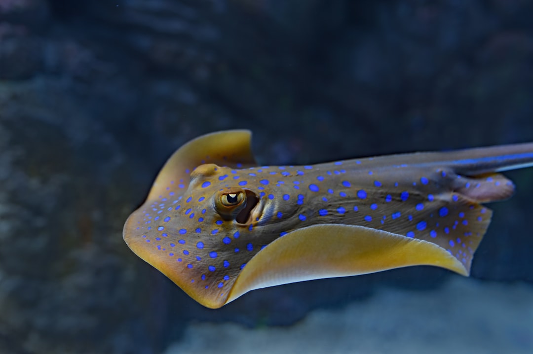 The most important noun is Squid Game.