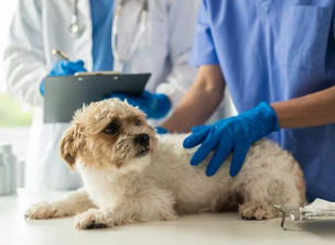 강아지 / 출처:어도비스톡