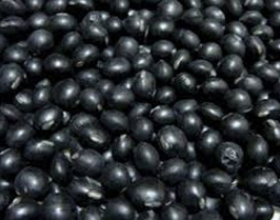검은콩 효능
