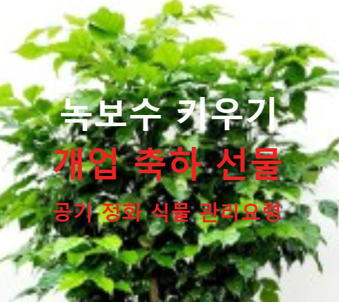 녹보수키우기 이 식물의 매력 탐구 관리 요령
